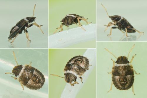 Sciocoris maculatus